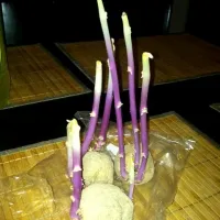 Snapdishの料理写真:Potato shoots!|M Henry Ahearnさん