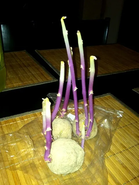 Snapdishの料理写真:Potato shoots!|M Henry Ahearnさん