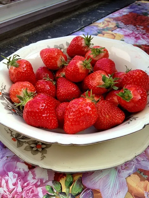 First Belgian strawberries!|Generaalさん