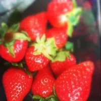 Strawberries❤|sierraさん