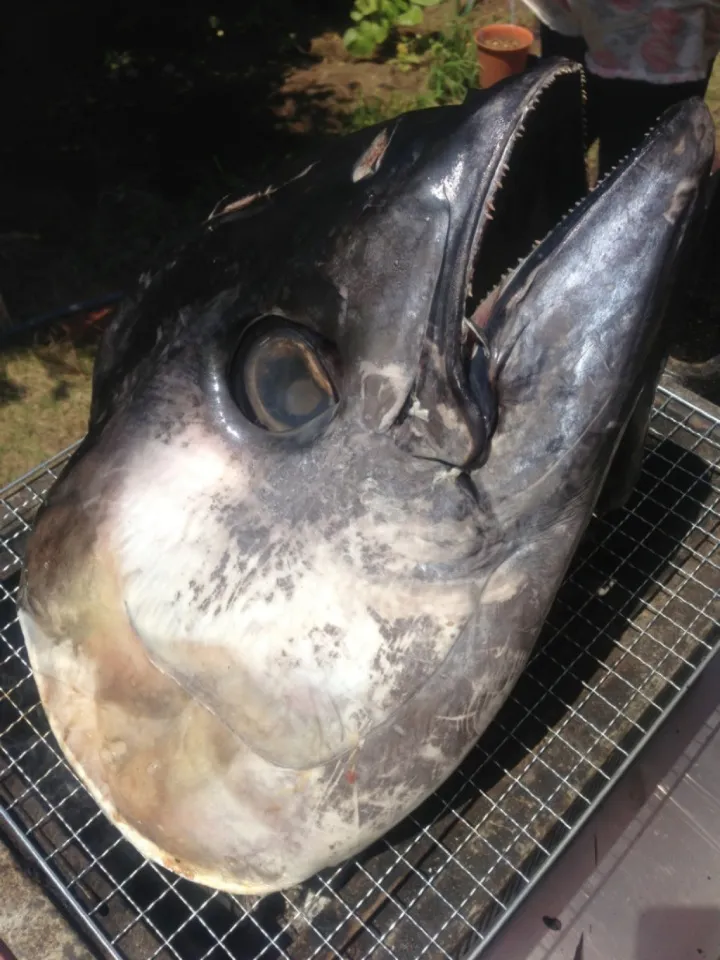 Snapdishの料理写真:マグロのカマの丸焼き！！みんなで食べれば怖くない〜！|ももこさん