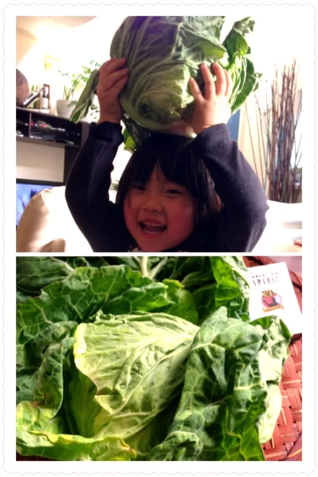 spring cabbage?!春キャベツ❗|🌈Ami🍻さん