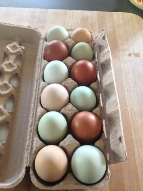 This is what real eggs should look like!|Gwen Hernandezさん