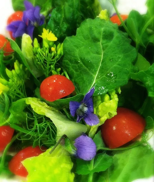 Violets, mustard flowers, baby green salad, fresh picked|Peter Simonさん