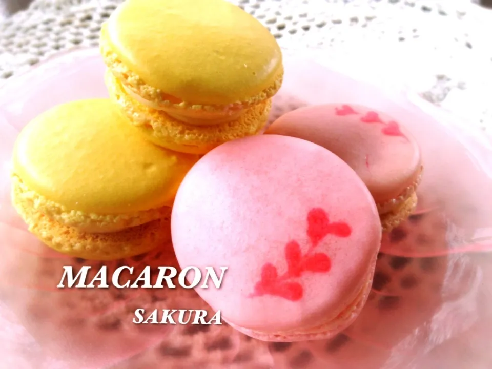 MACARON|サクラさん