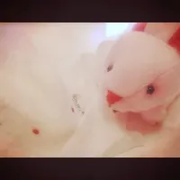 Snapdishの料理写真:雪うさぎ|び。さん