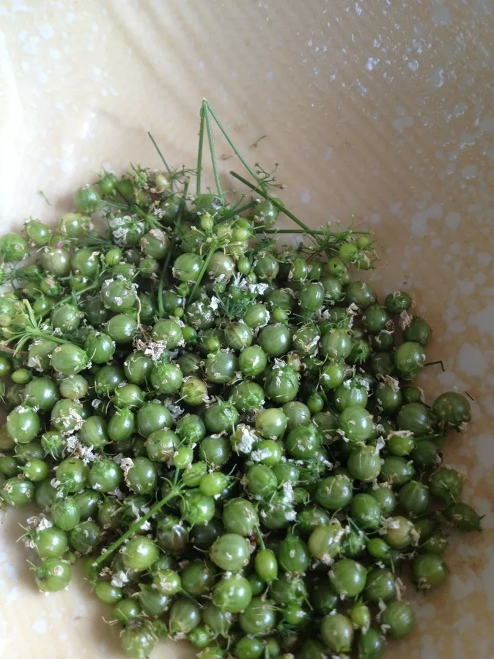 Homegrown coriander seeds|Halfdan Rumpさん