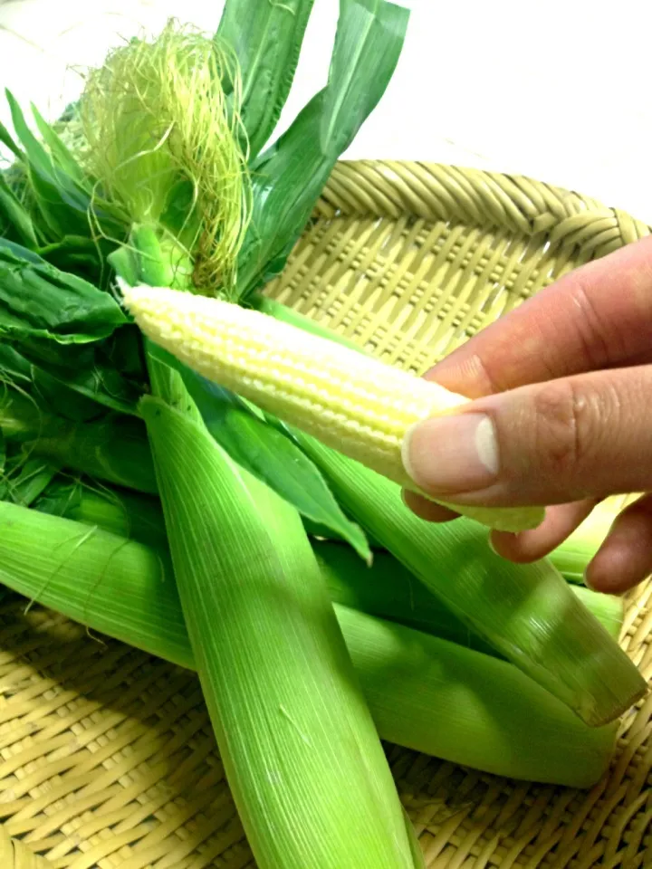 愛知県産のベビーコーン🌽|おーこ🍅野菜ソムリエの母ちゃんさん