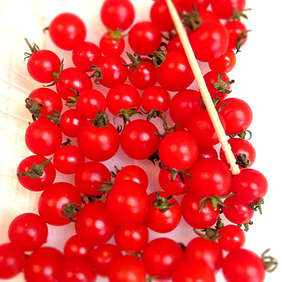 Snapdishの料理写真:ミニを越えたトマト🍅|ゆかりさん