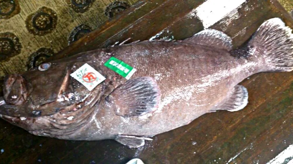 磯魚の、おお様アラ、 クエとも呼ばれます！|ヒロキさん