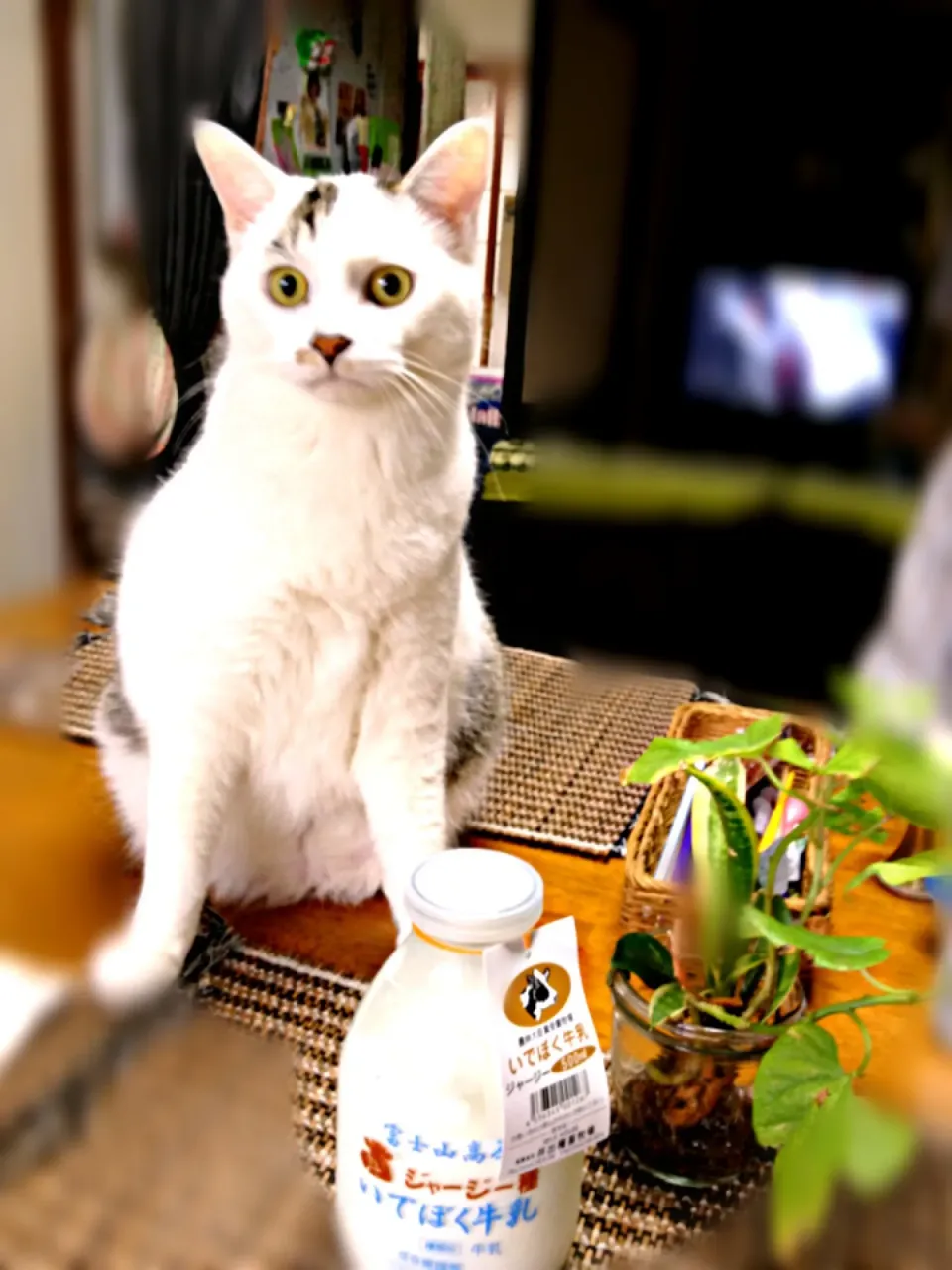 富士山高原いでぼく牛乳のジャージー種|まゆさんさん