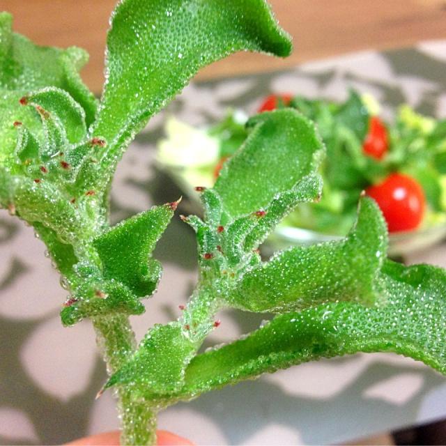 メタボ予防で注目の新野菜 アイスプラントの栄養価が凄い Snapdish スナップディッシュ