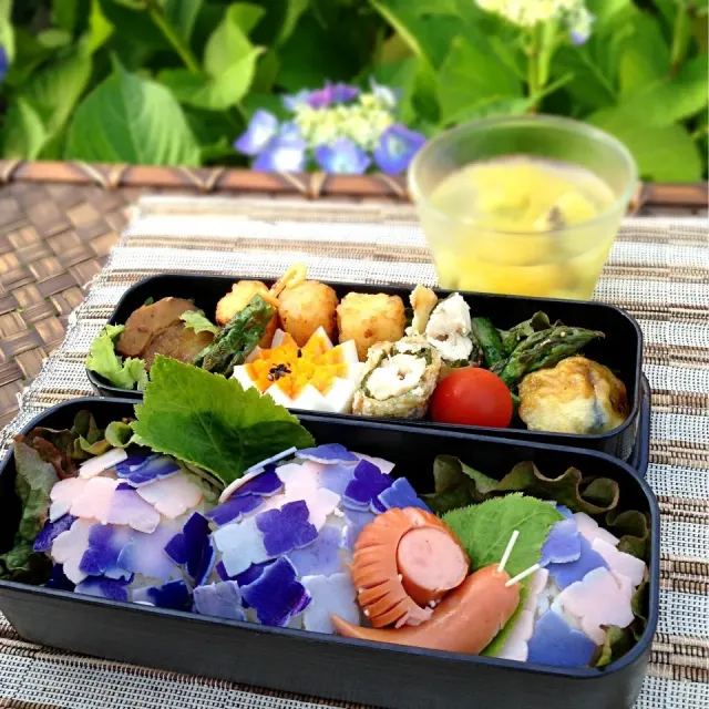 Snapdishの料理・レシピ写真:6/4 紫陽花おにぎり弁当（コメ編集出来ないので💦天然色素使用です）｜お花咲きはじめました！！〜お皿の上のお花図鑑♪季節を彩る〜お花寿司♪冬から春編