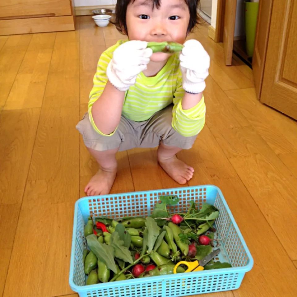 Snapdishの料理写真:🍅丹波の有機無農薬 野菜達🐛|denorikohさん