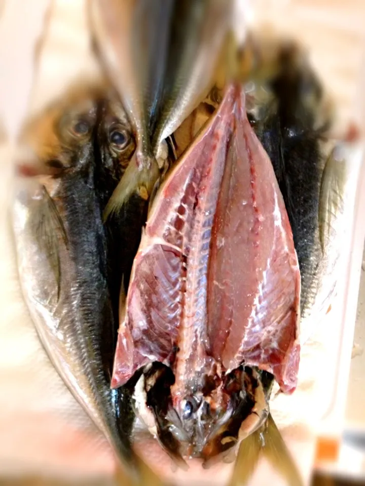 城ヶ島沖で釣った鯵を開きに|Masakoさん