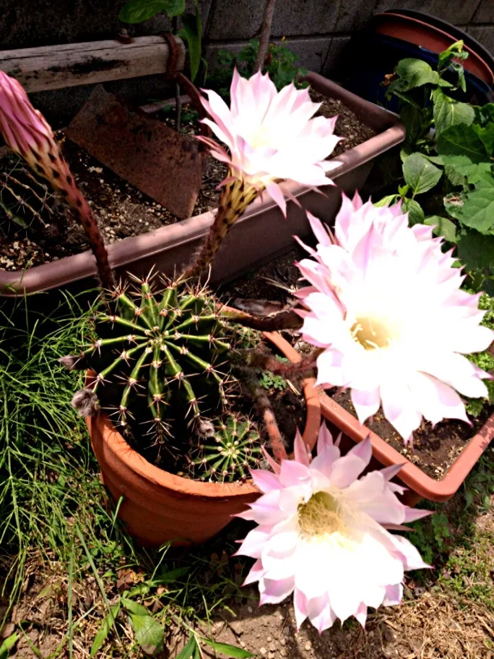 めったに咲かないサボテンの花咲きました🌺|ＳＵＺＵＫＩさん