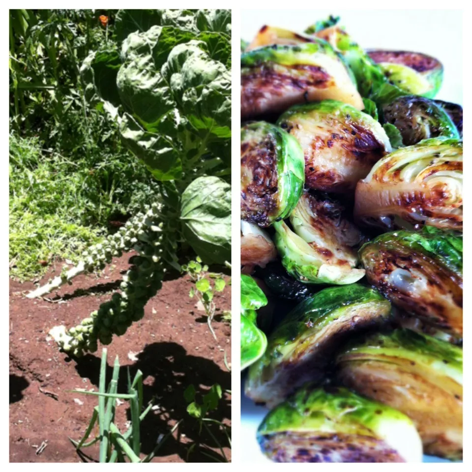 Brussels Sprouts with Balsamic Vinegar|mamaeriさん