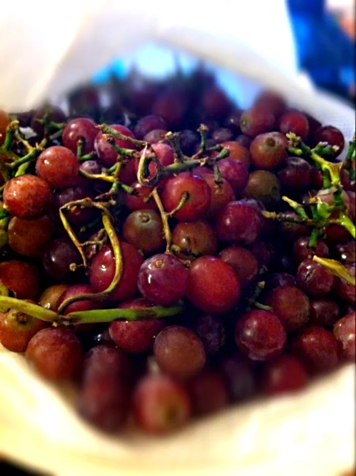 Snapdishの料理写真:Sweet seedless red grapes|Juliee ~ ジュリーさん