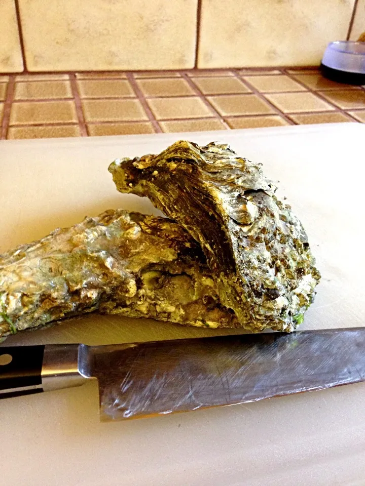 Monster oysters|Nate Merdellさん