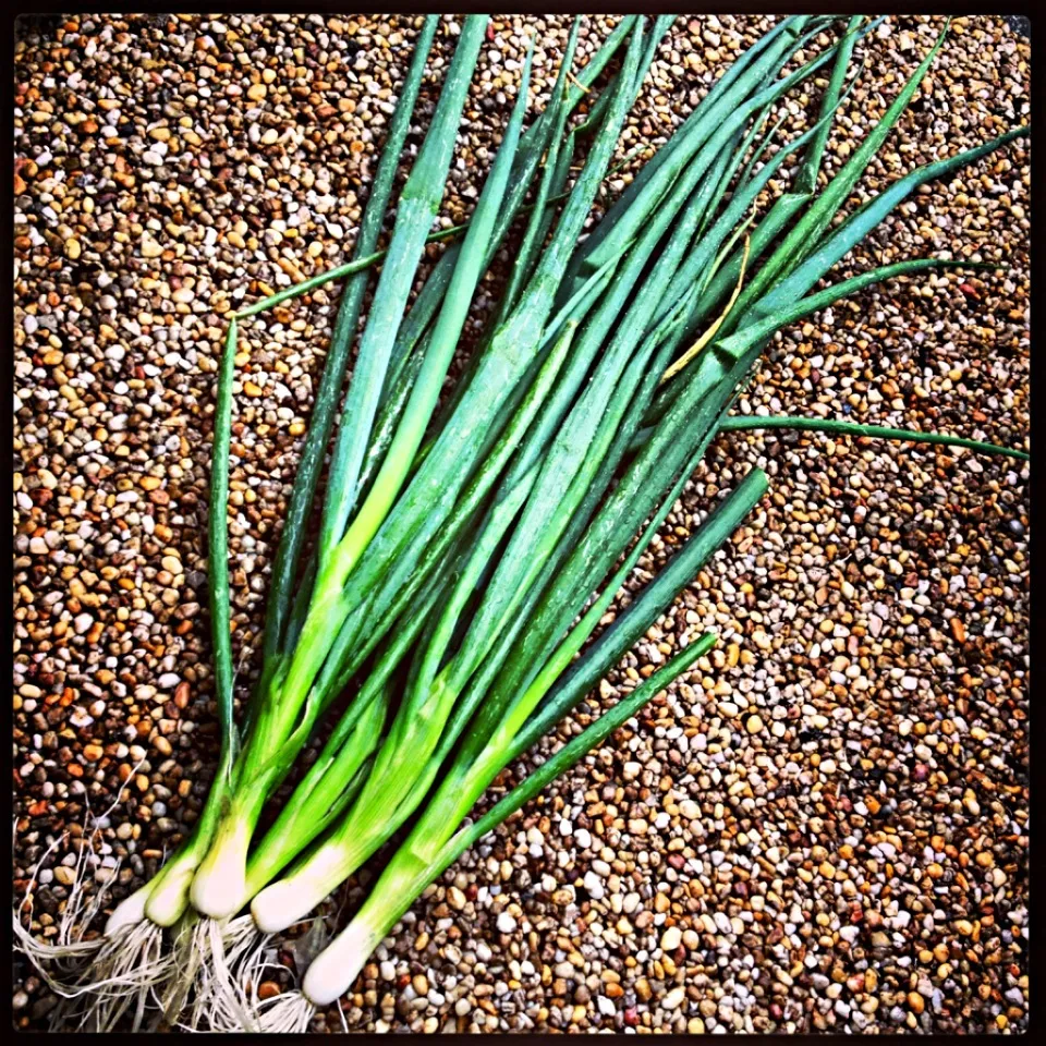 我が家の九条葱 Kujo-leek harvested from my garden|まる(丸大豆)さん