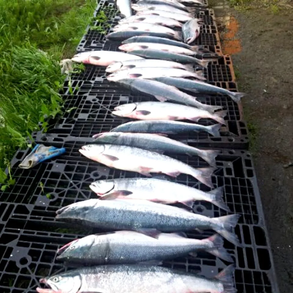 Snapdishの料理写真:Alaskan Sockeye salmon|virginia frasseさん