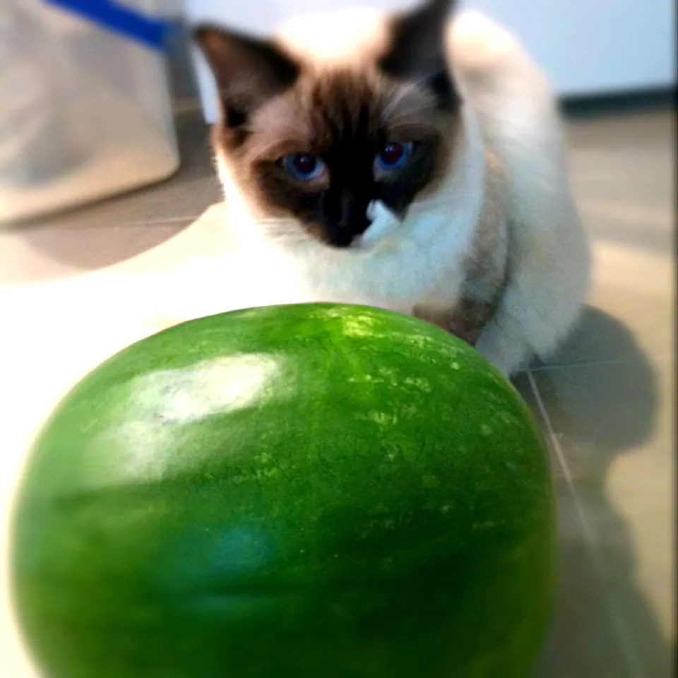 Cat and watermelon|ann dengさん