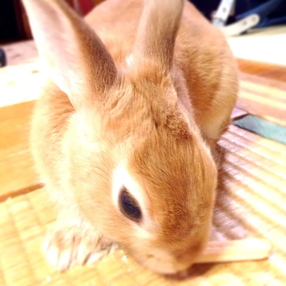 料理じゃない|大佐さん