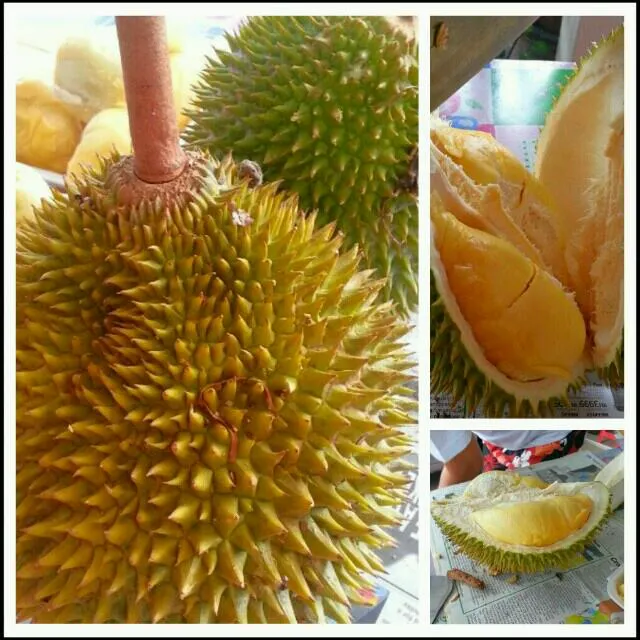 King of Fruits..the Durian..you either like it or don't. Can find it in Malaysia & Thailand.|yapさん