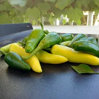 Fresh-picked peppers|Andrew Knorviskさん