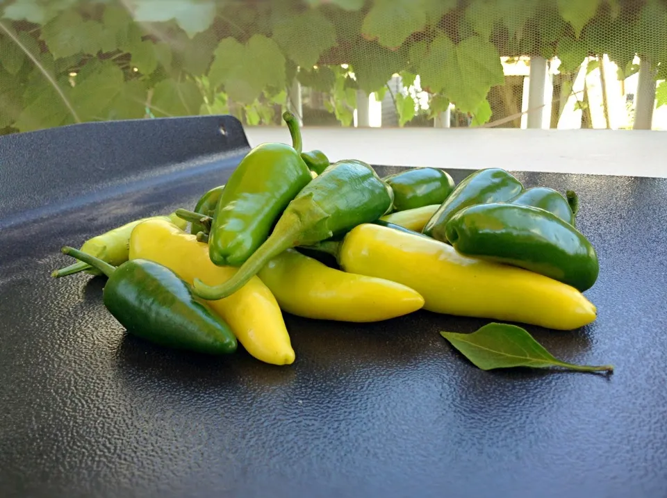 Fresh-picked peppers|Andrew Knorviskさん