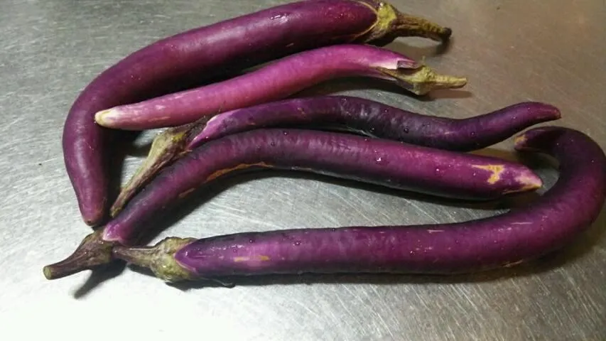 先ほどの長茄子♪|llamaguchiさん