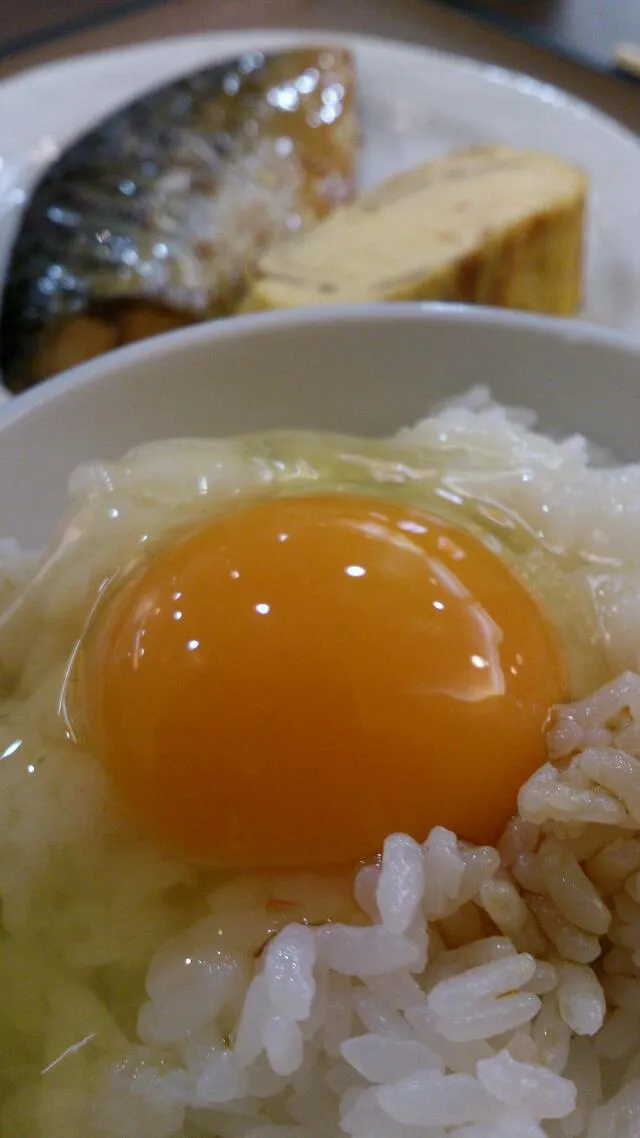 【静岡駅】朝ごはん玉子かけごはん♪|うめロクさん