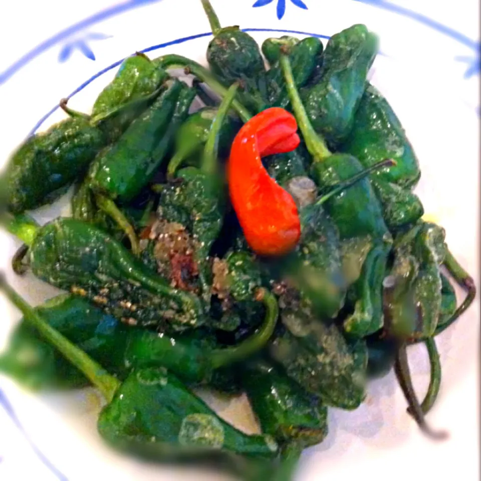 Pimentos de Padron|claraさん