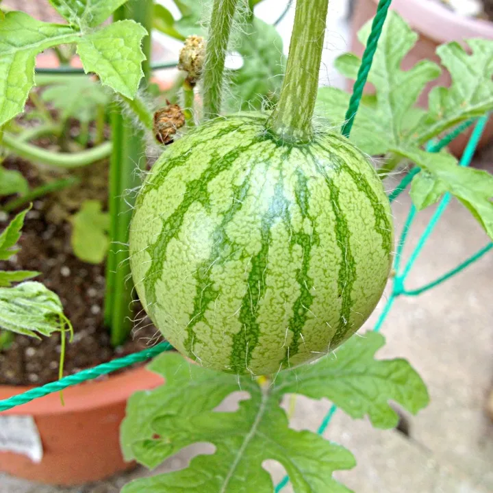 lil watermelon#organic gardening#|Len(^_−)−☆さん