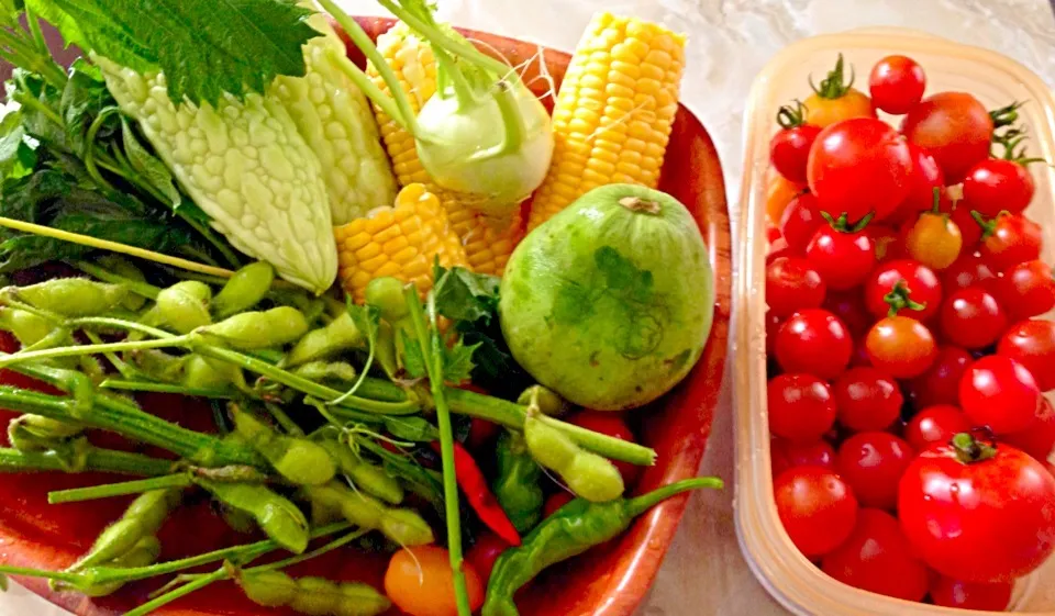 とん畑の夏野菜 メロンや西瓜も*\(^o^)/*|tonさん