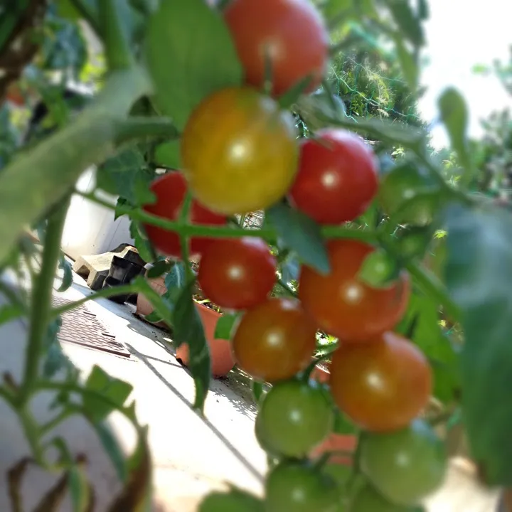 cherry tomatoes|Len(^_−)−☆さん