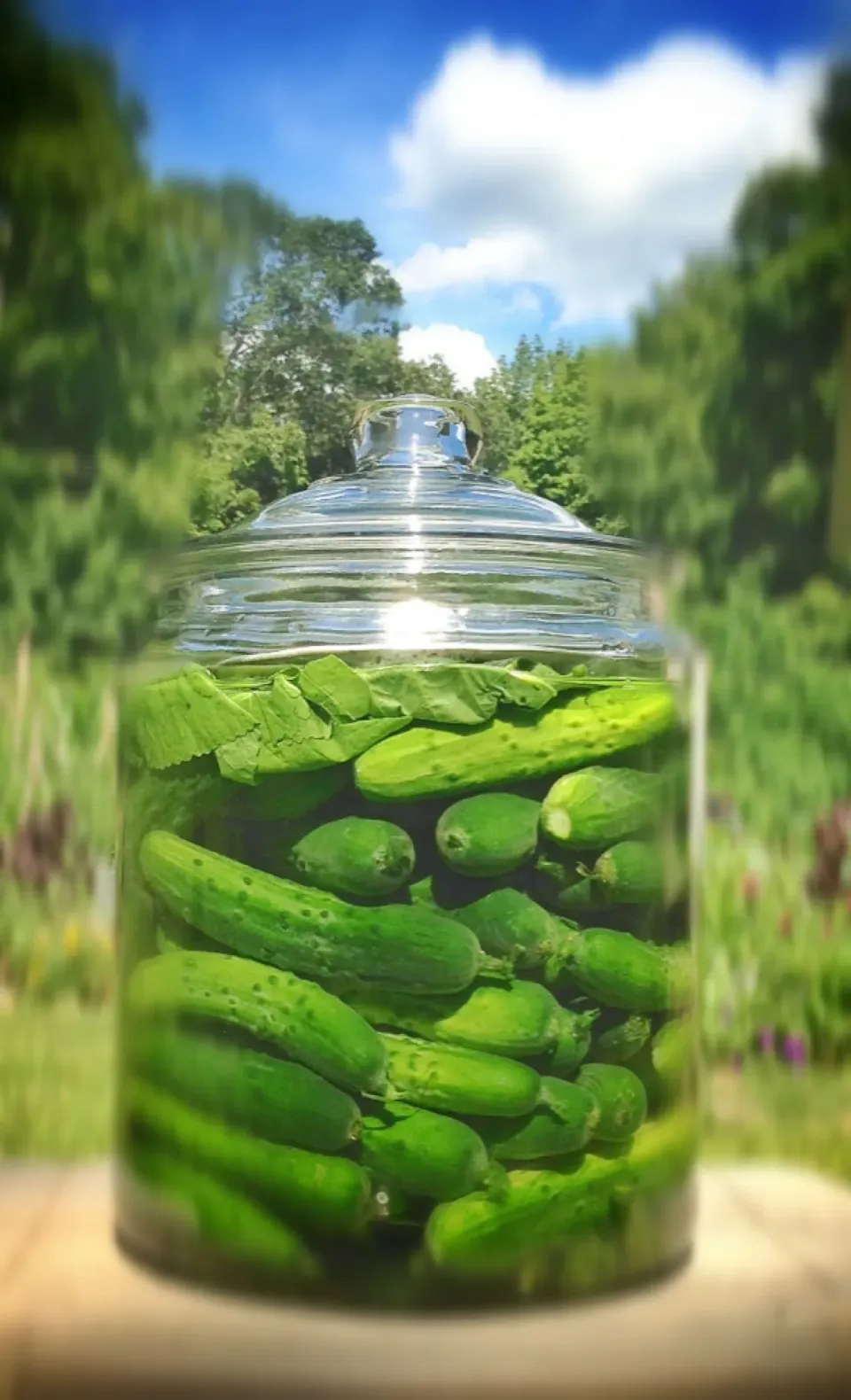 Dill pickles ready to ferment|Peter Simonさん