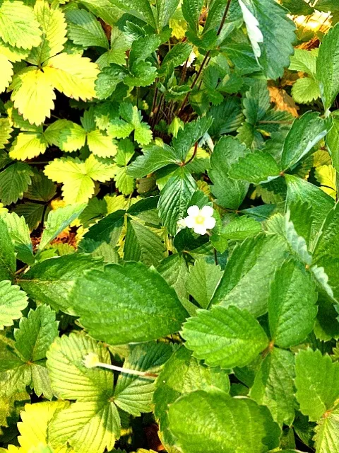 苺の花  マークイズみなとみらいの屋上庭園|こいこさん