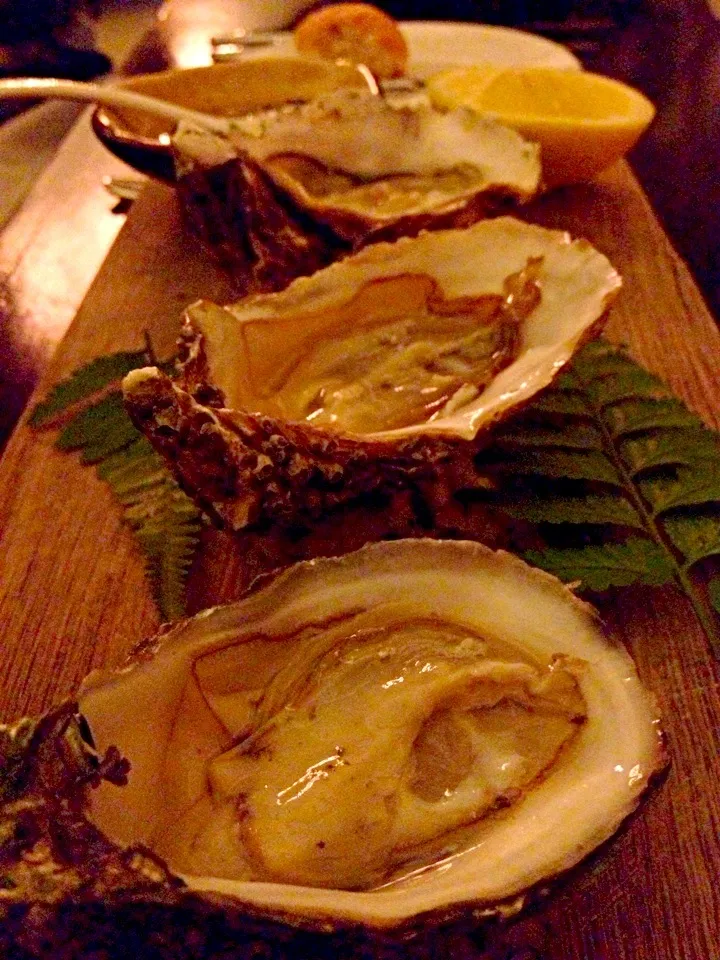 Oysters|Nicholas Tayさん