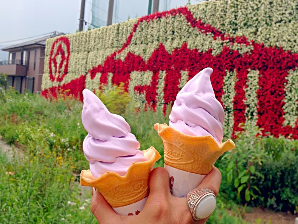 Lavender soft cream🍦ﾗﾍﾞﾝﾀﾞｰｿﾌﾄｸﾘｰﾑ|🌈Ami🍻さん