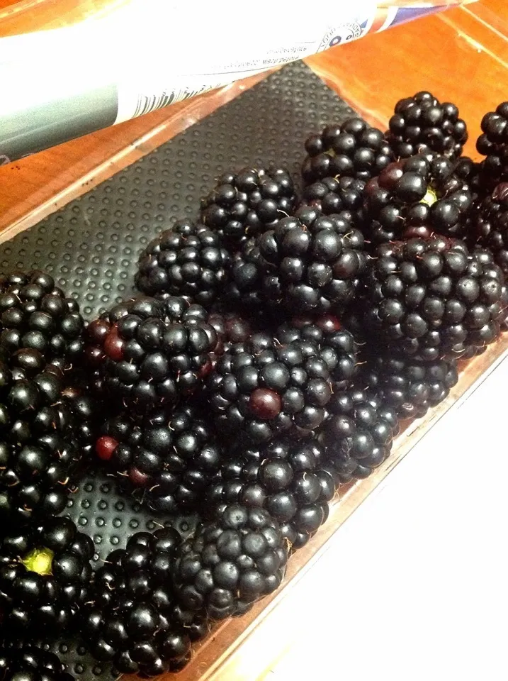 Blackberries|yui-watchcatさん