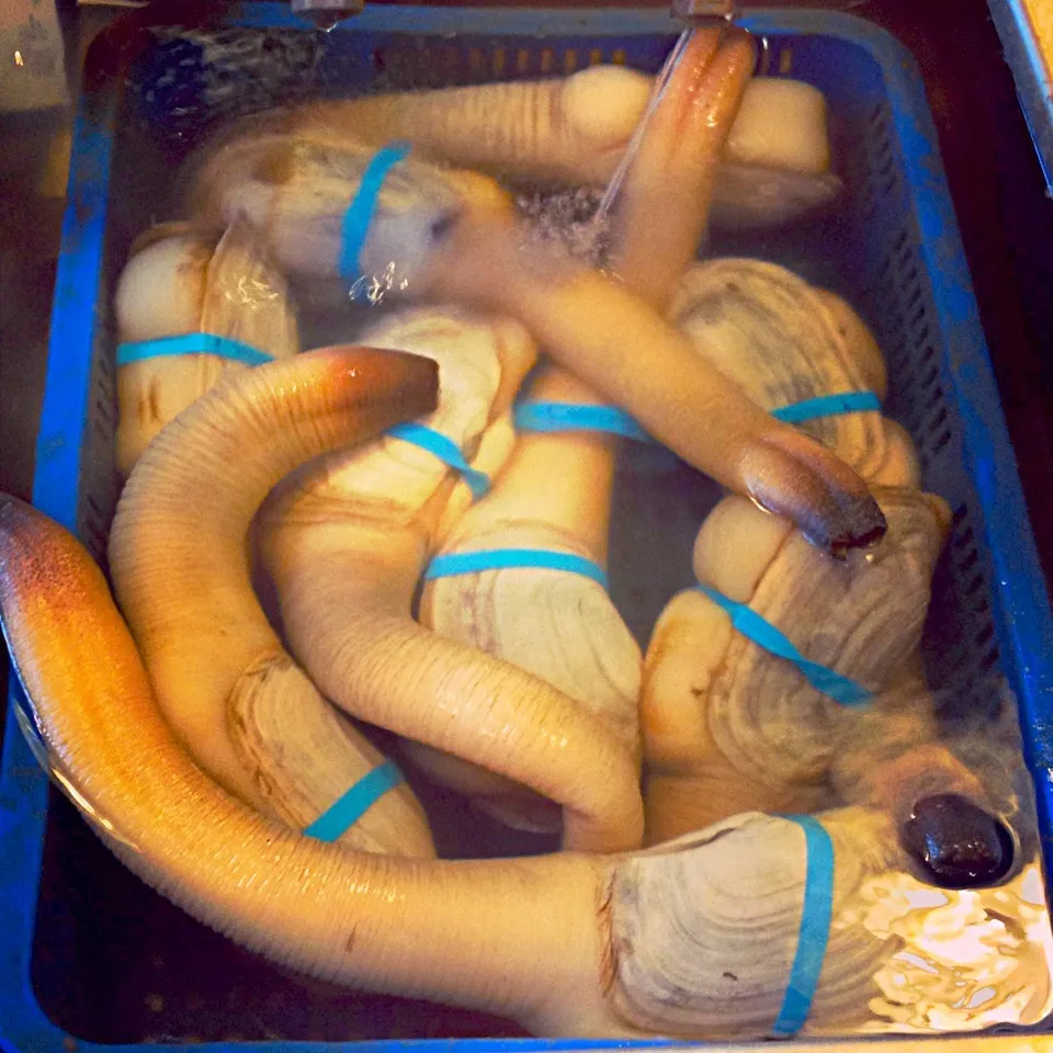 Geoduck!|John Tompkinsさん