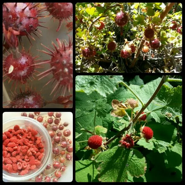 foraged for wild berries while hiking|alisonさん