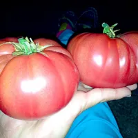 Homegrown Heirloom Tomatoes|Jenniferさん