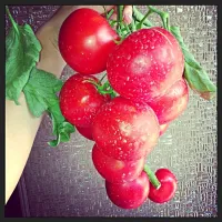 Organic tomatoes..🍅🍅🍅|nadja djordjevicさん