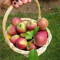 Apple picking today!|Rayna W.さん