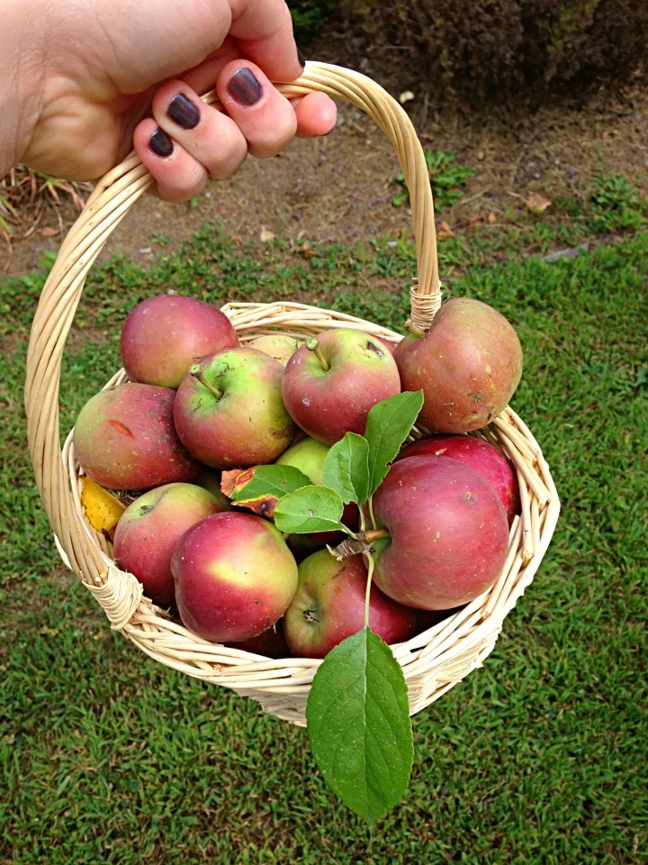 Apple picking today!|Rayna W.さん