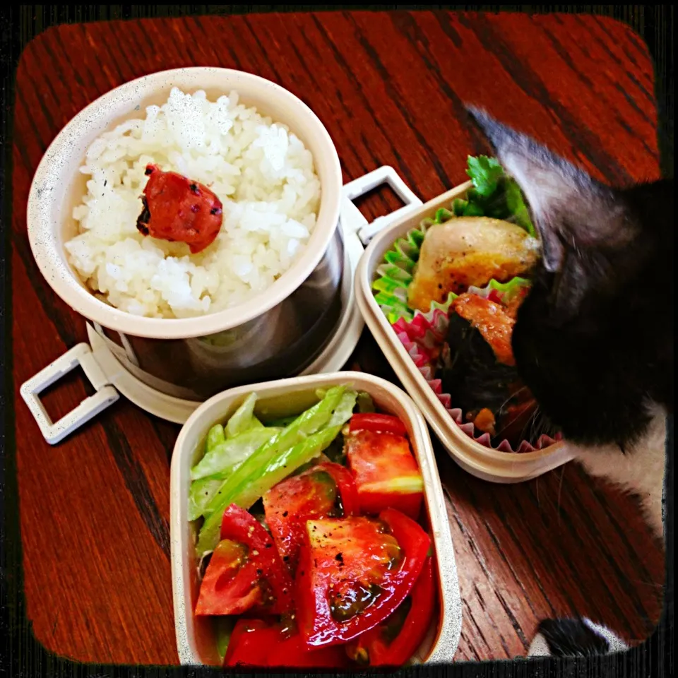 Lunch*0909|alcoさん