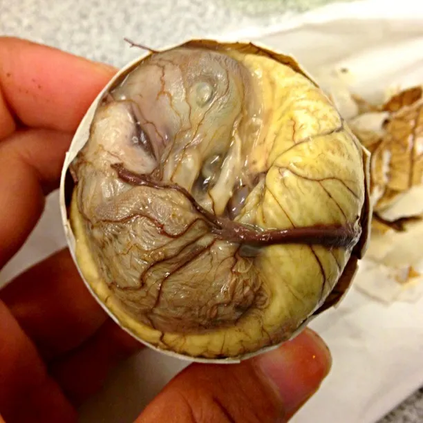 Balut|gofitlifeさん