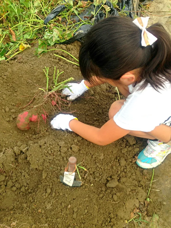 Snapdishの料理写真:芋掘りしてきました(^o^)|タカ☆さん